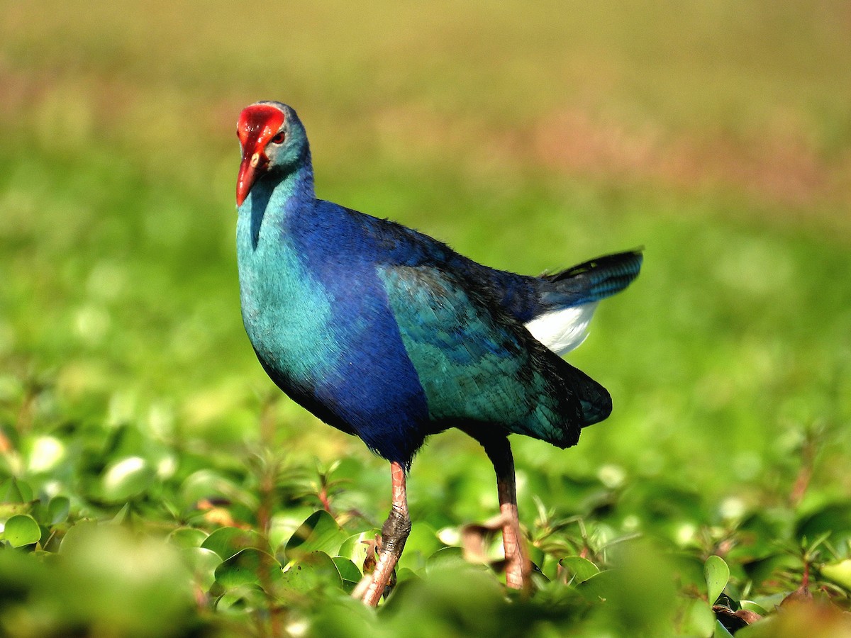 Gray-headed Swamphen - ML646893097