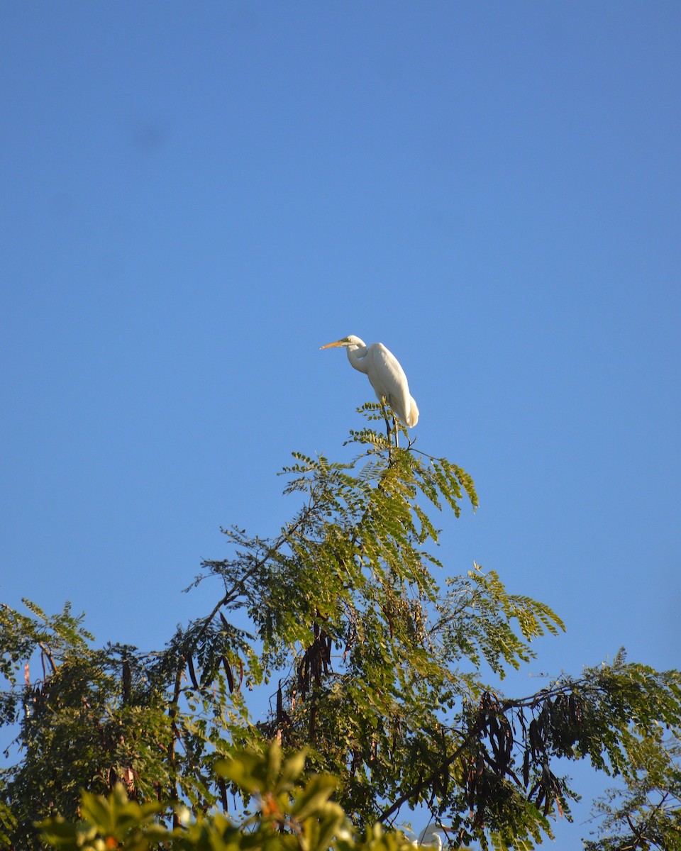 Great Egret - ML646893112
