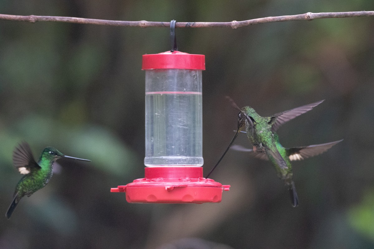 sverdkolibri - ML646893119