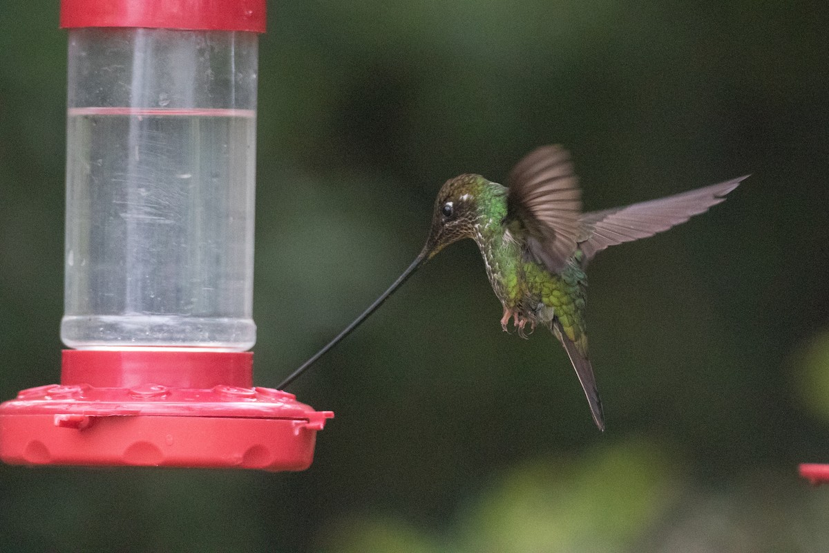 sverdkolibri - ML646893120