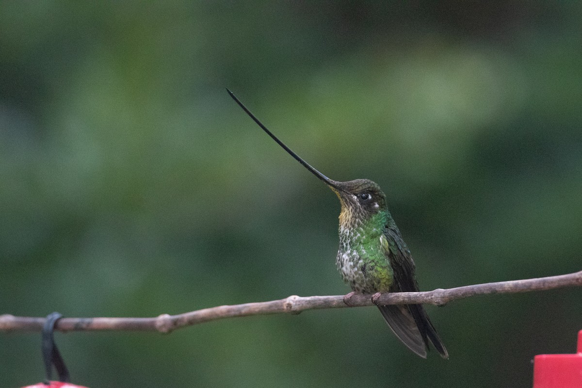 sverdkolibri - ML646893121