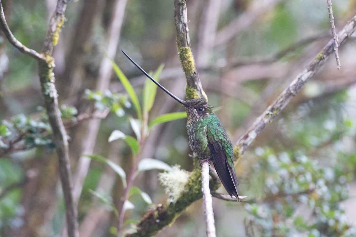 sverdkolibri - ML646893122