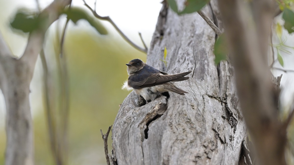 キビタイツバメ - ML646893123