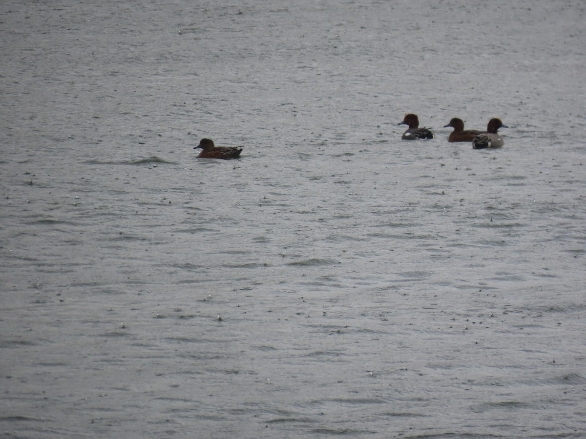 Ahate txistulari eurasiarra - ML646893136