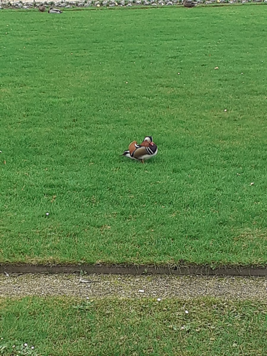 Mandarin Duck - ML646893140