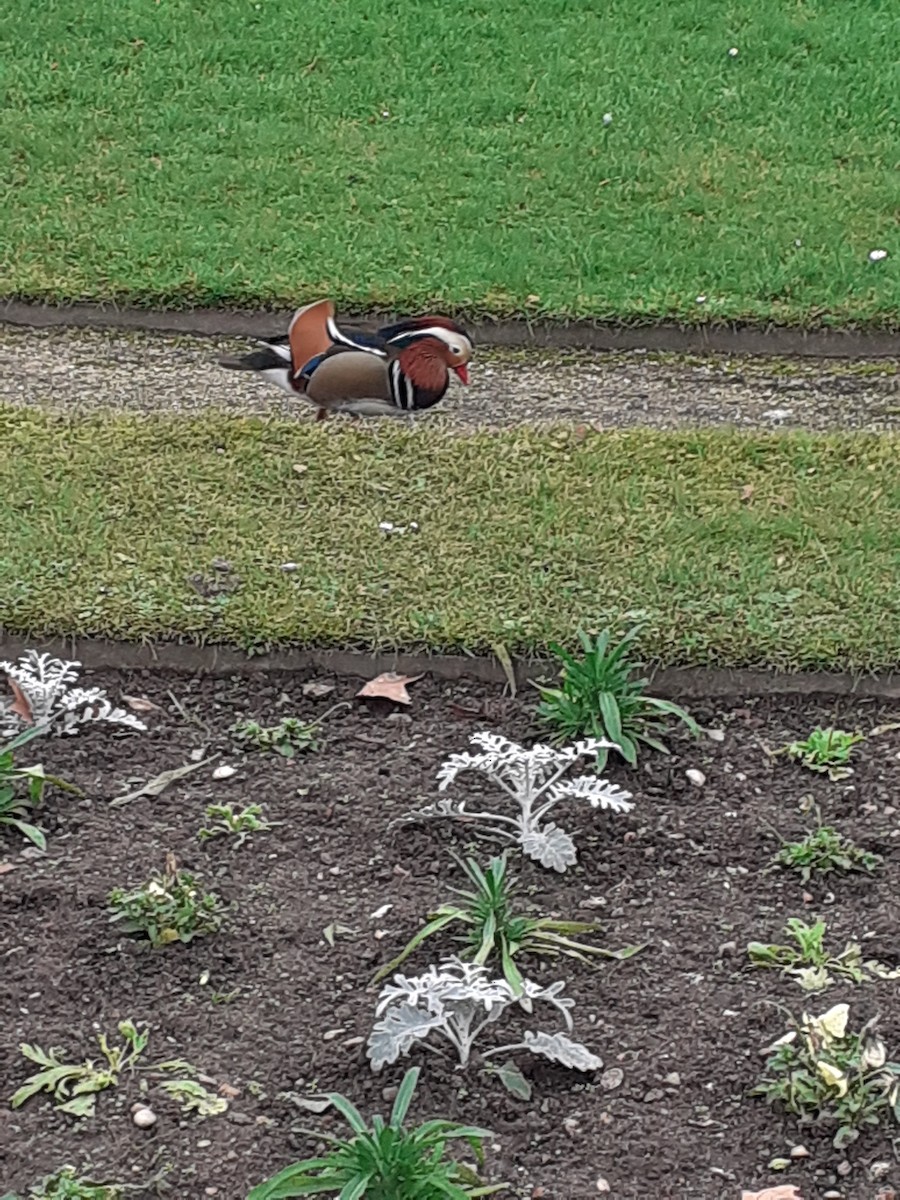 Mandarin Duck - ML646893142