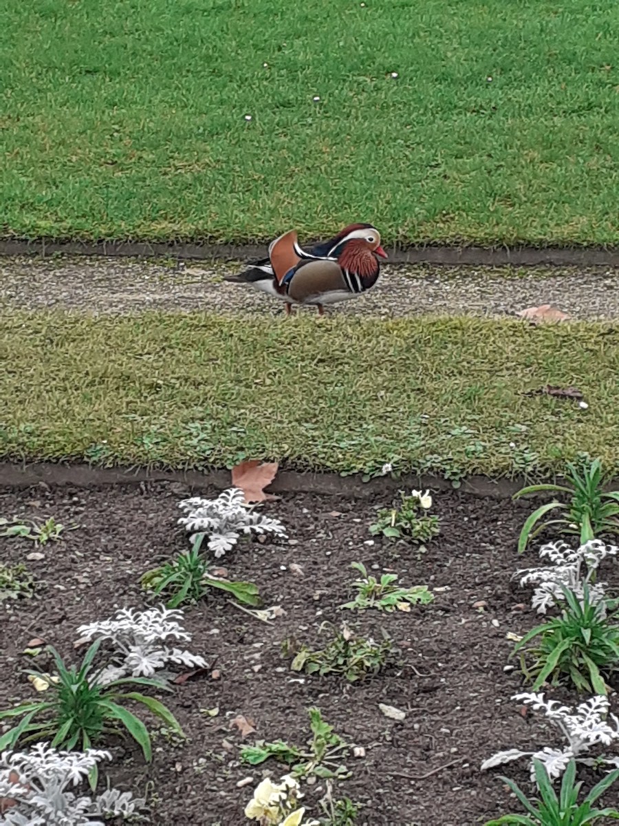 Mandarin Duck - ML646893143