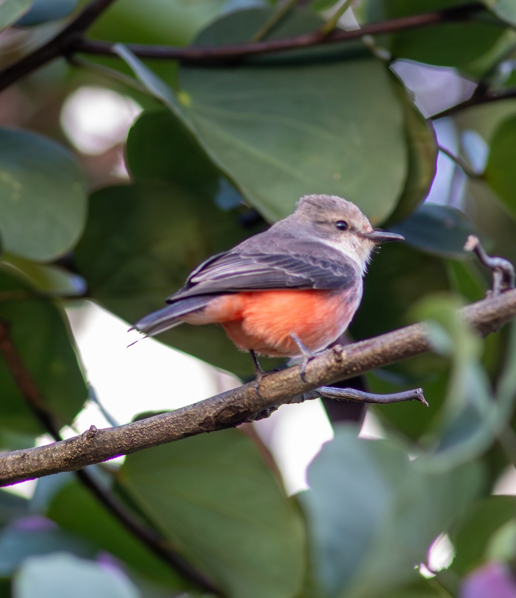 Vermilion Flycatcher - ML646893146