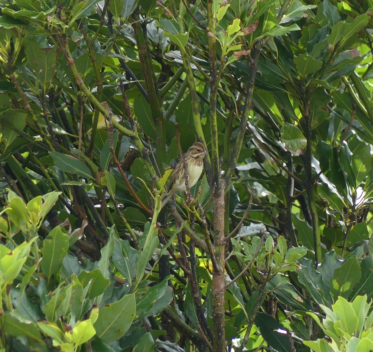 Maskenammer - ML646893148