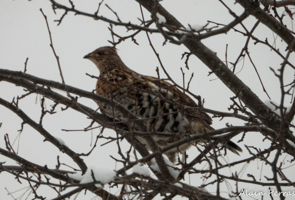 Ruffed Grouse - ML646893150