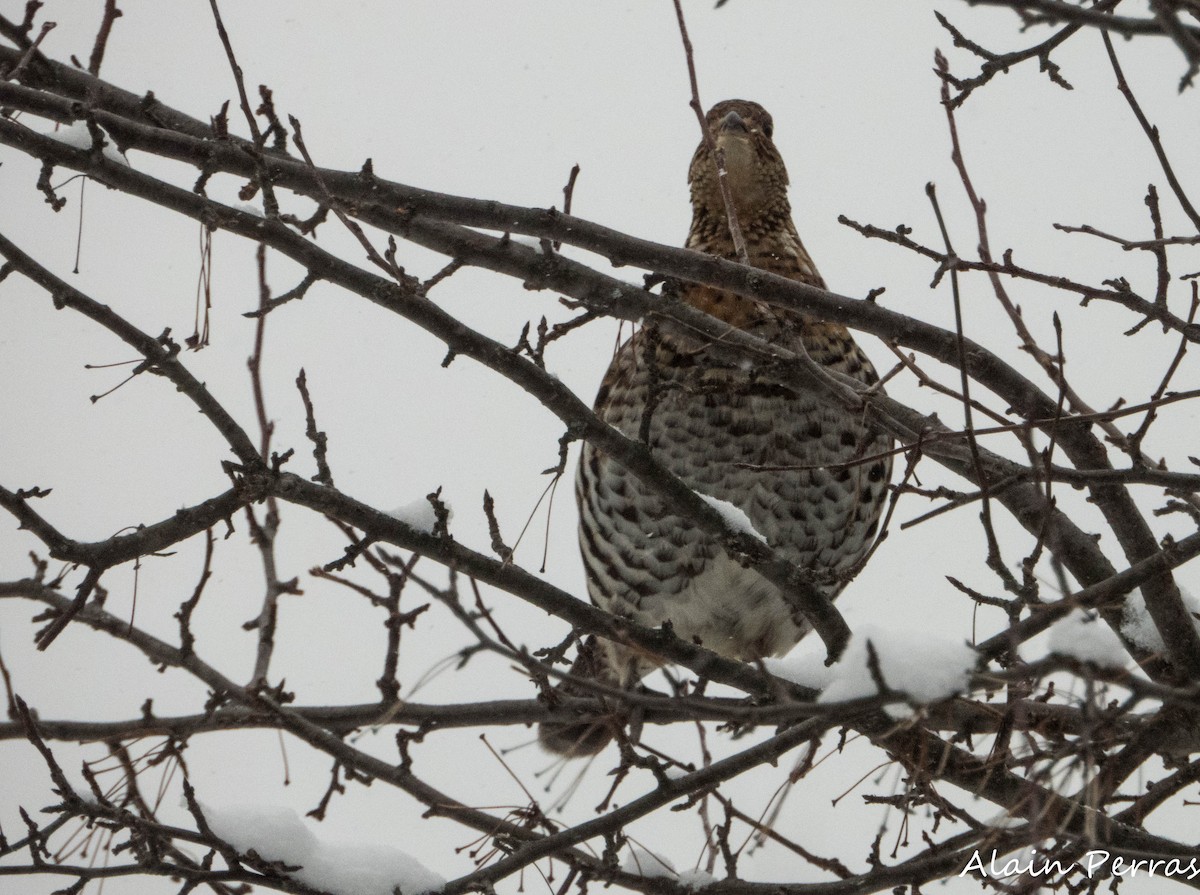 Ruffed Grouse - ML646893151