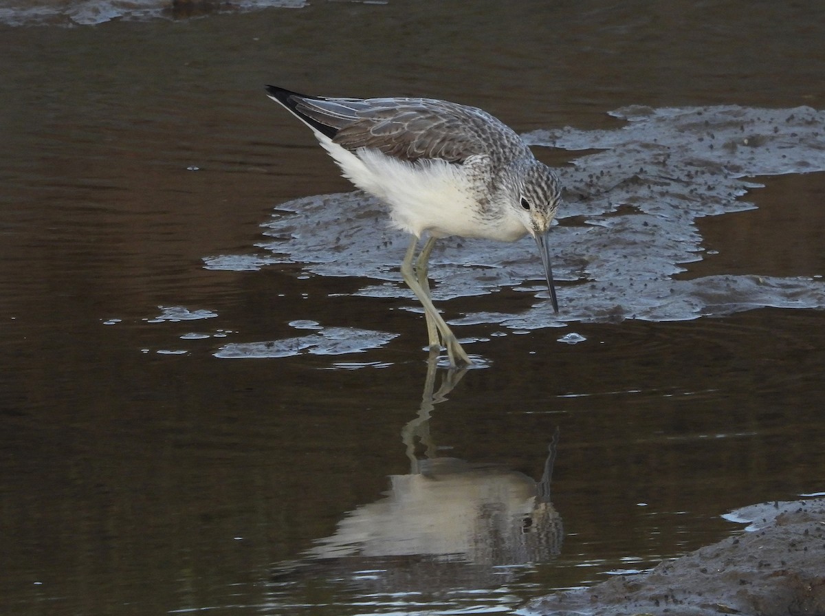 Yeşilbacak - ML646893159