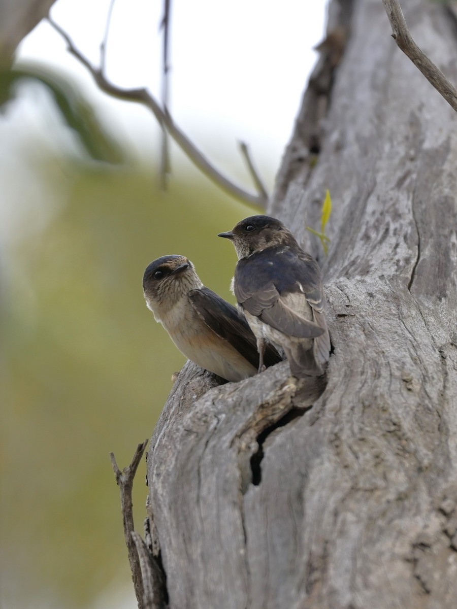 キビタイツバメ - ML646893161