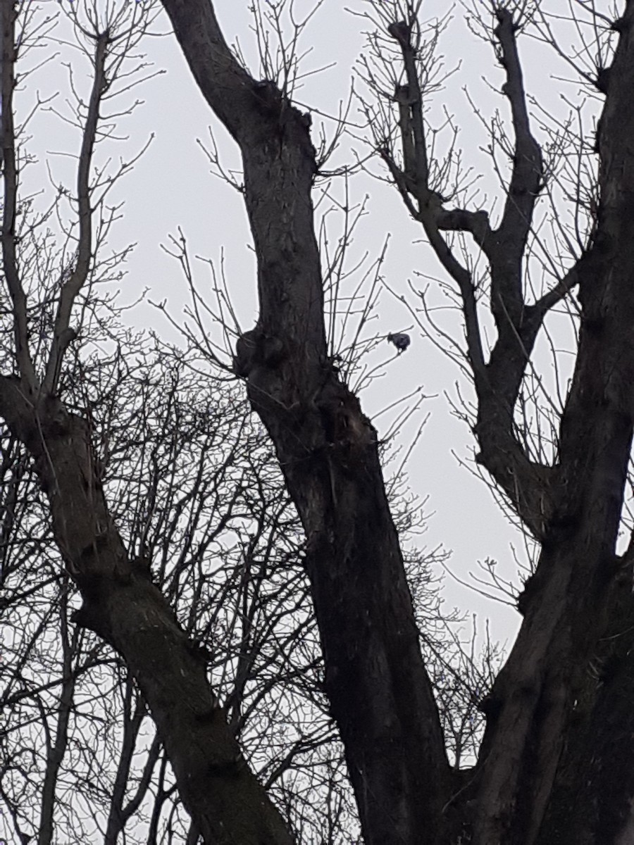 Stock Dove - ML646893162