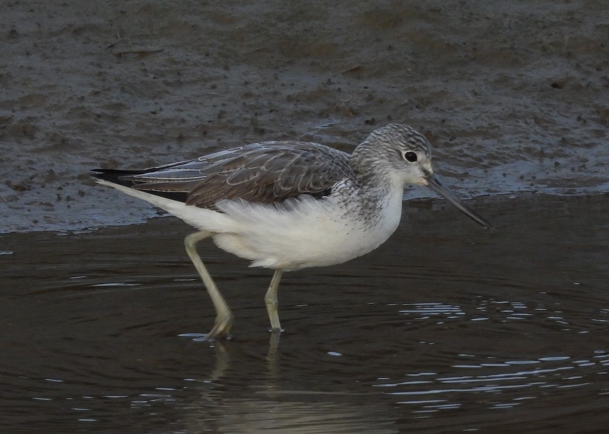 Yeşilbacak - ML646893163