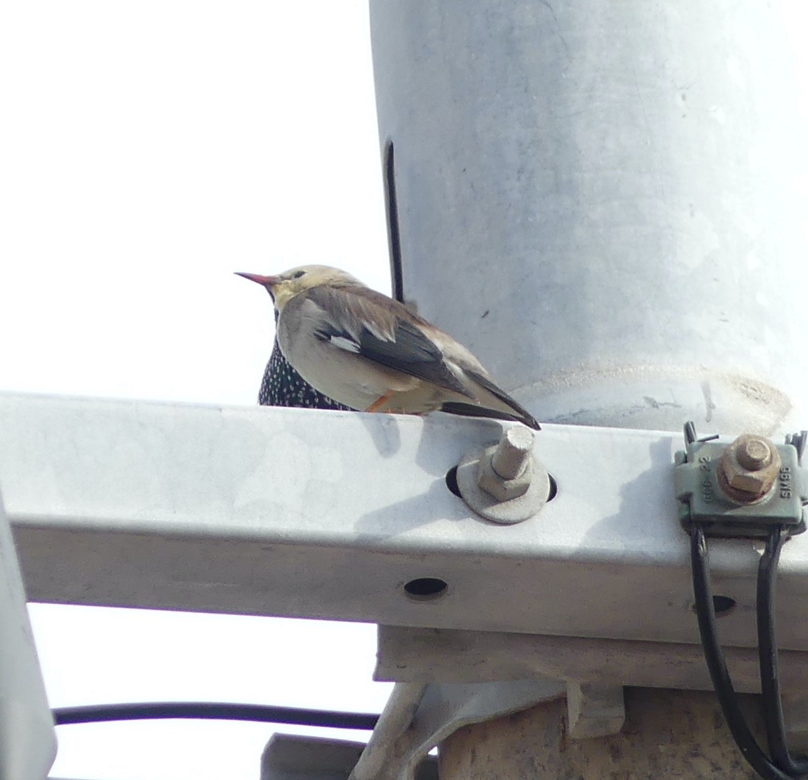 Seidenstar - ML646893164