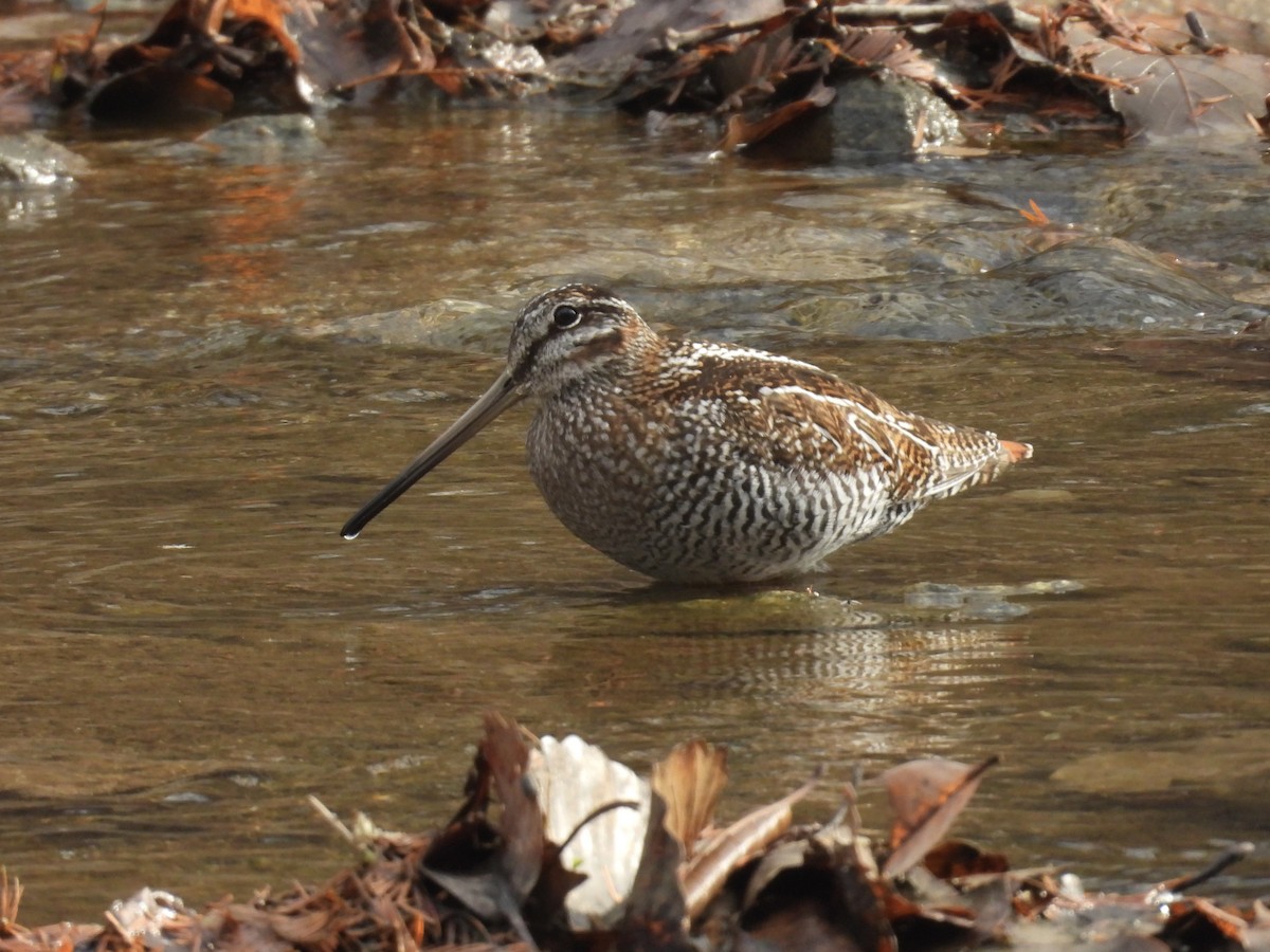Solitary Snipe - ML646893165