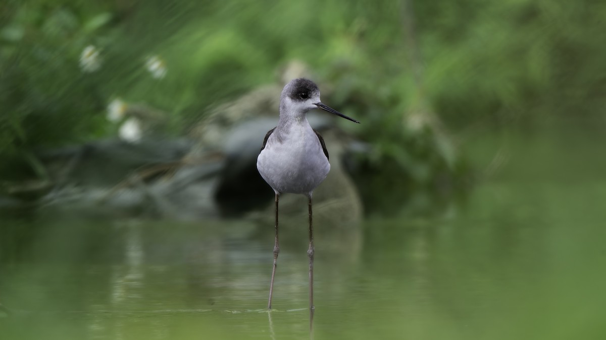 Black-winged Stilt - ML646893166