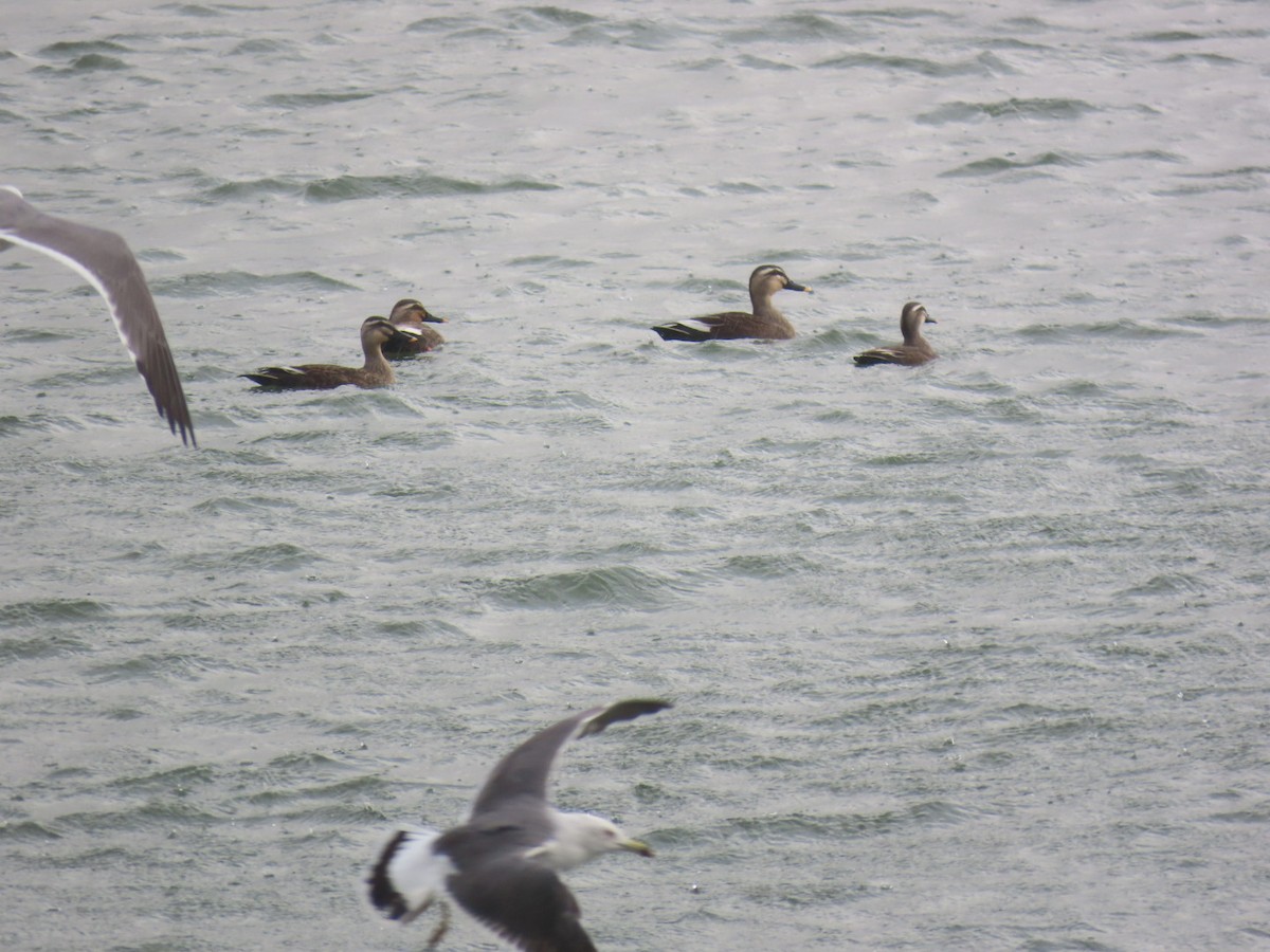 Ahate mokopikart txinatarra - ML646893168