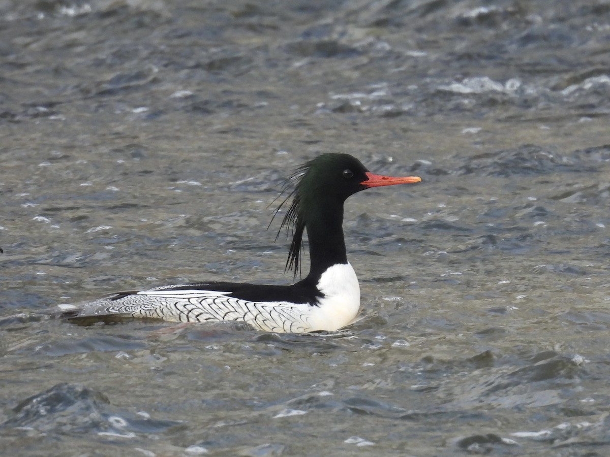 Scaly-sided Merganser - ML646893182