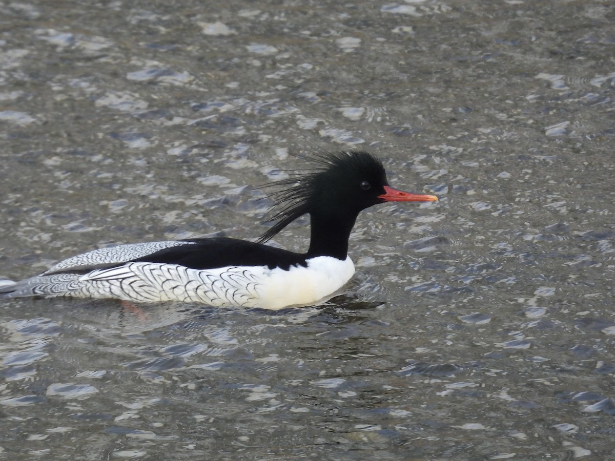 Scaly-sided Merganser - ML646893183