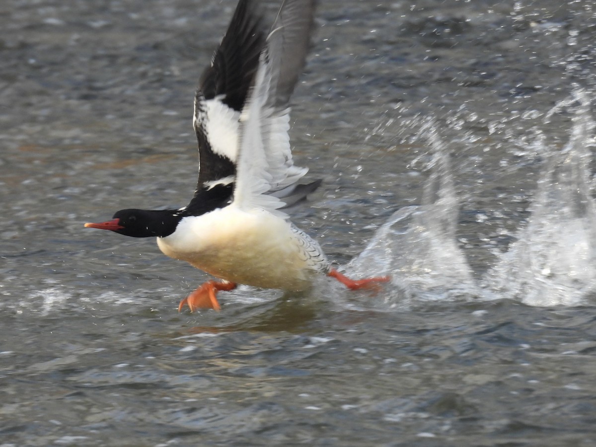 Scaly-sided Merganser - ML646893184