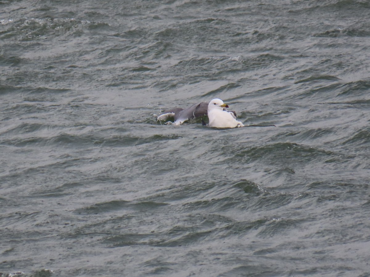 Black-tailed Gull - ML646893187