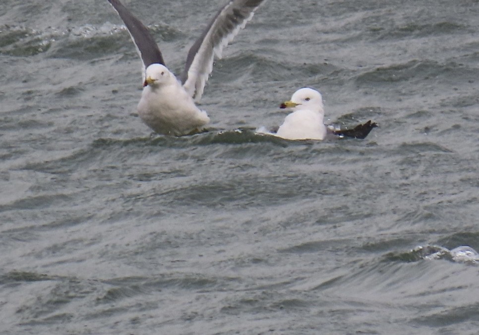 Black-tailed Gull - ML646893188