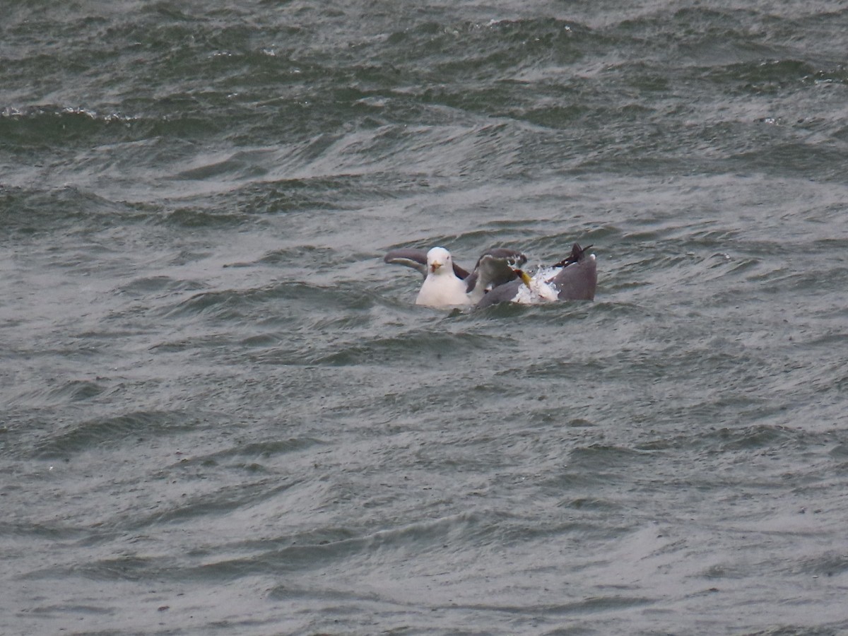 Black-tailed Gull - ML646893189