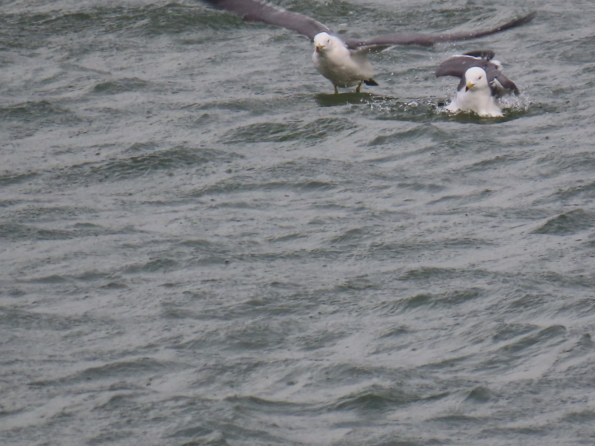 Black-tailed Gull - ML646893190