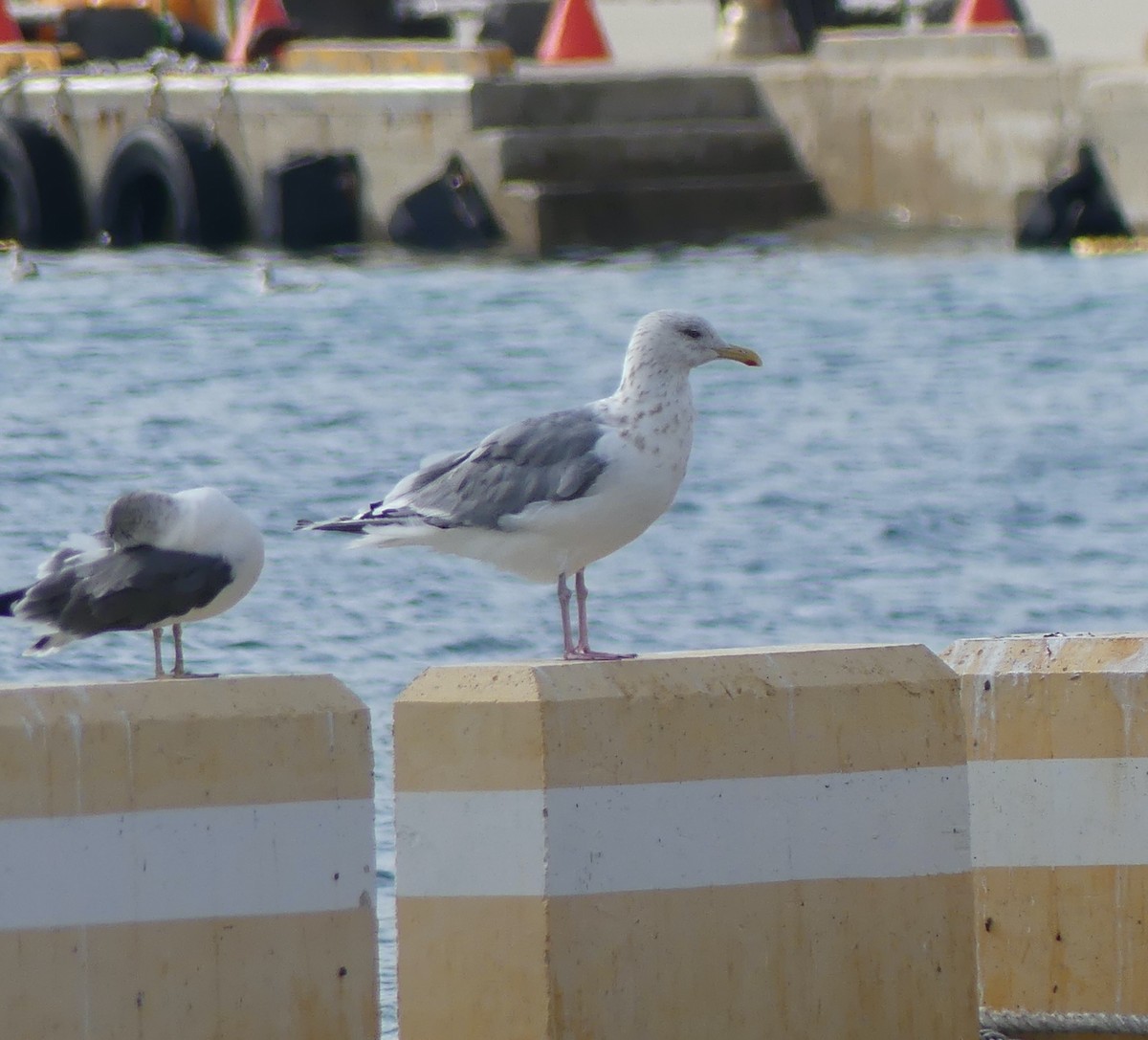 Ostsibirienmöwe - ML646893191