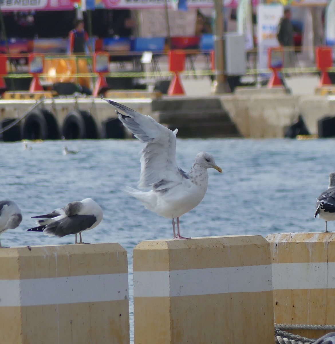 Ostsibirienmöwe - ML646893192