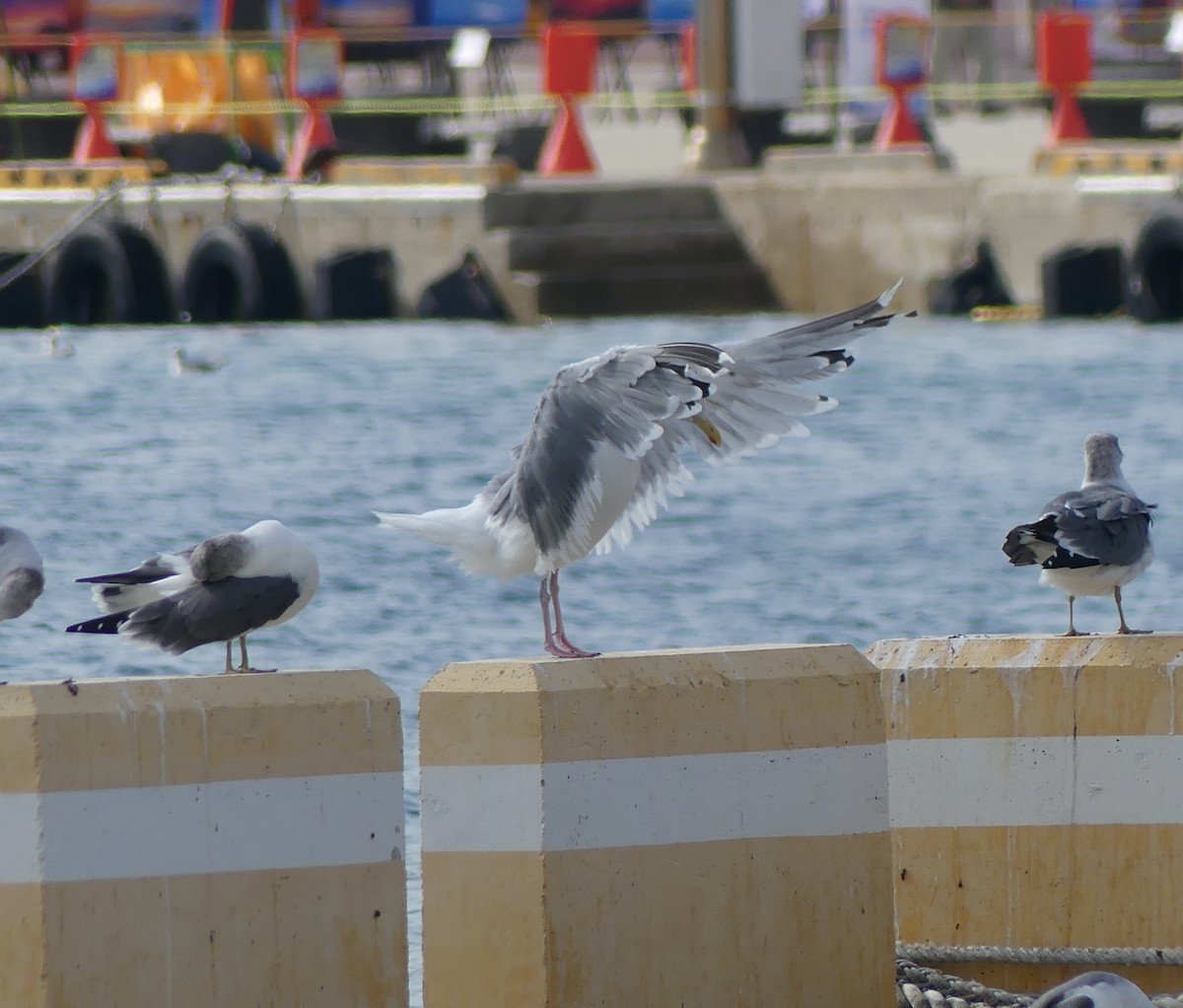 Ostsibirienmöwe - ML646893193