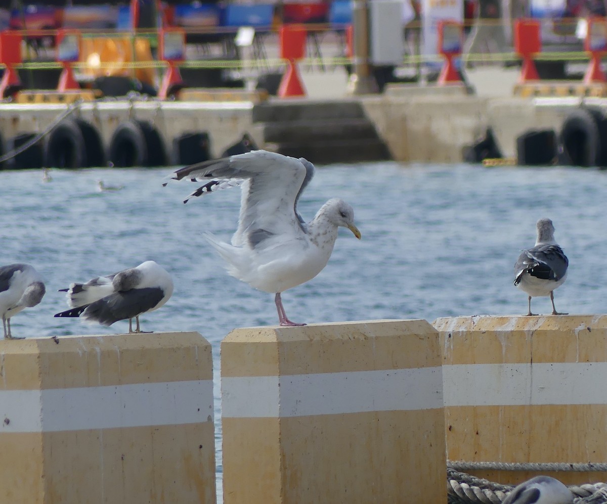 Ostsibirienmöwe - ML646893194