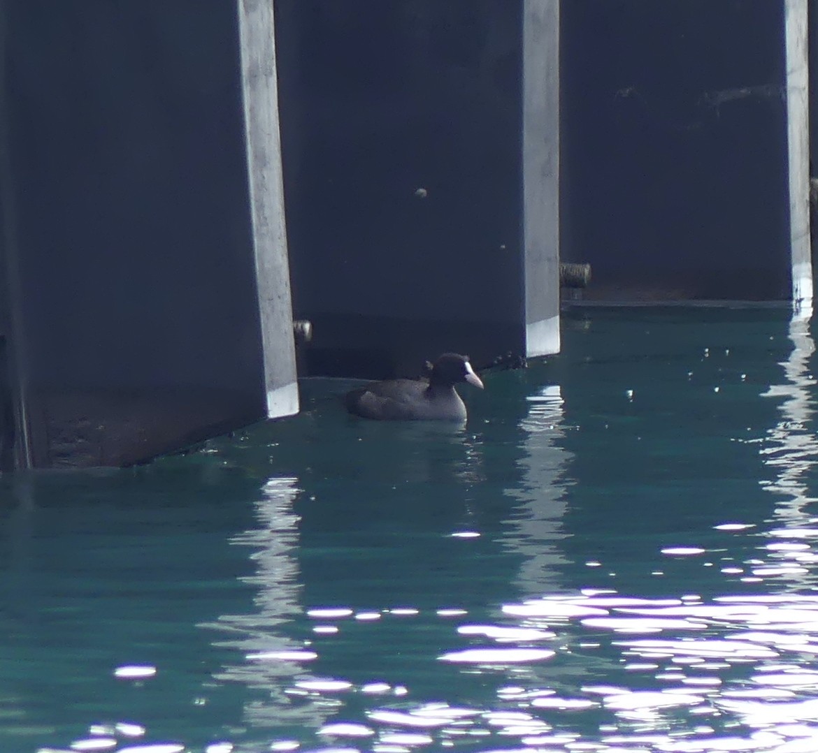 Blässhuhn - ML646893196