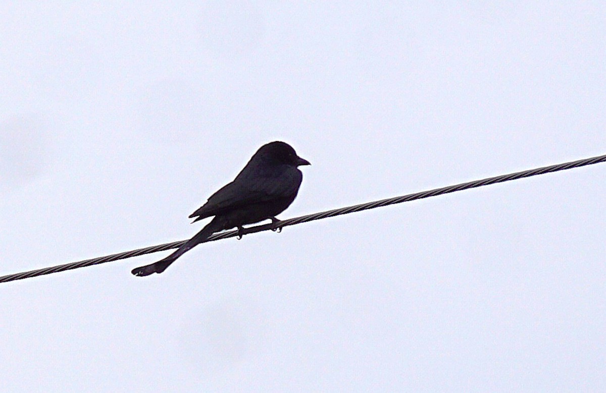 Black Drongo - ML646893197