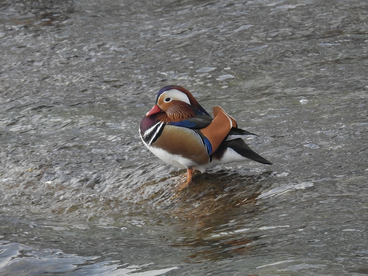 Mandarin Duck - ML646893198