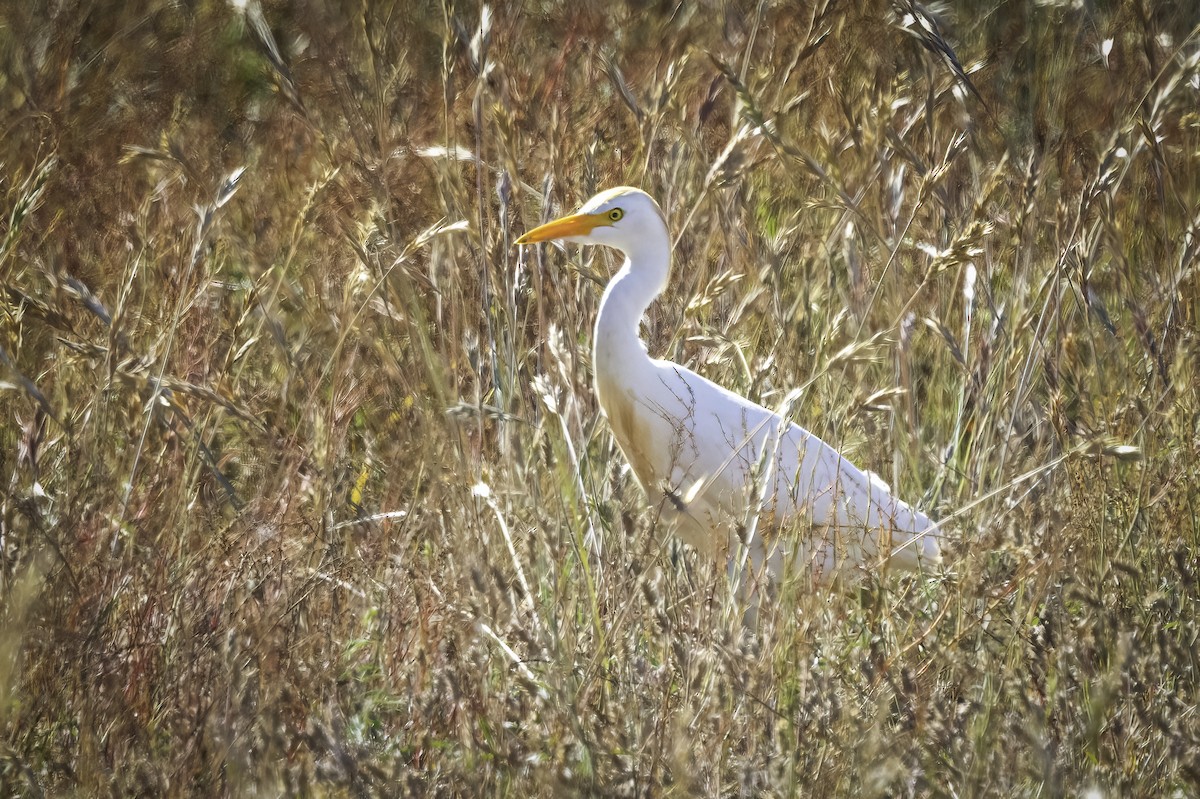 Koartzatxo itzaina - ML646893202