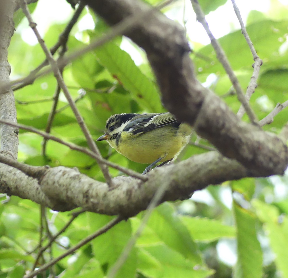 Schmuckmeise - ML646893205