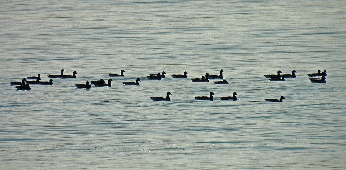 Brant - ML646893207