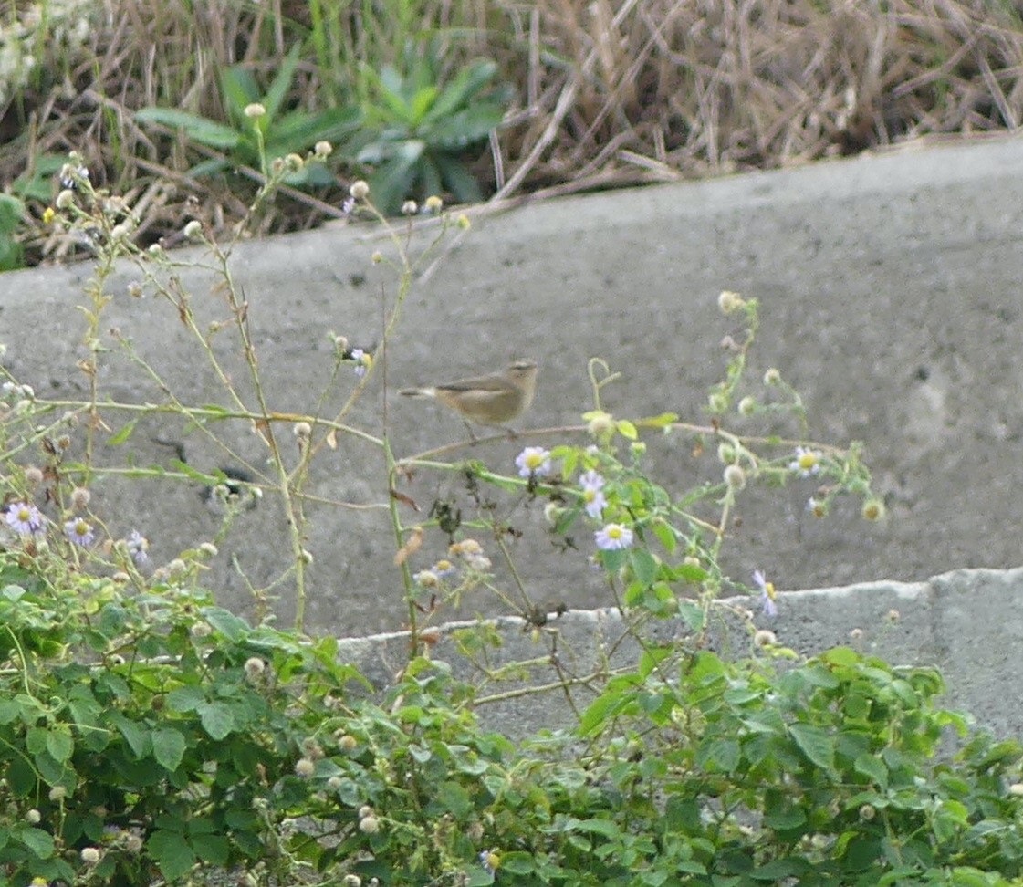 Dunkellaubsänger - ML646893208