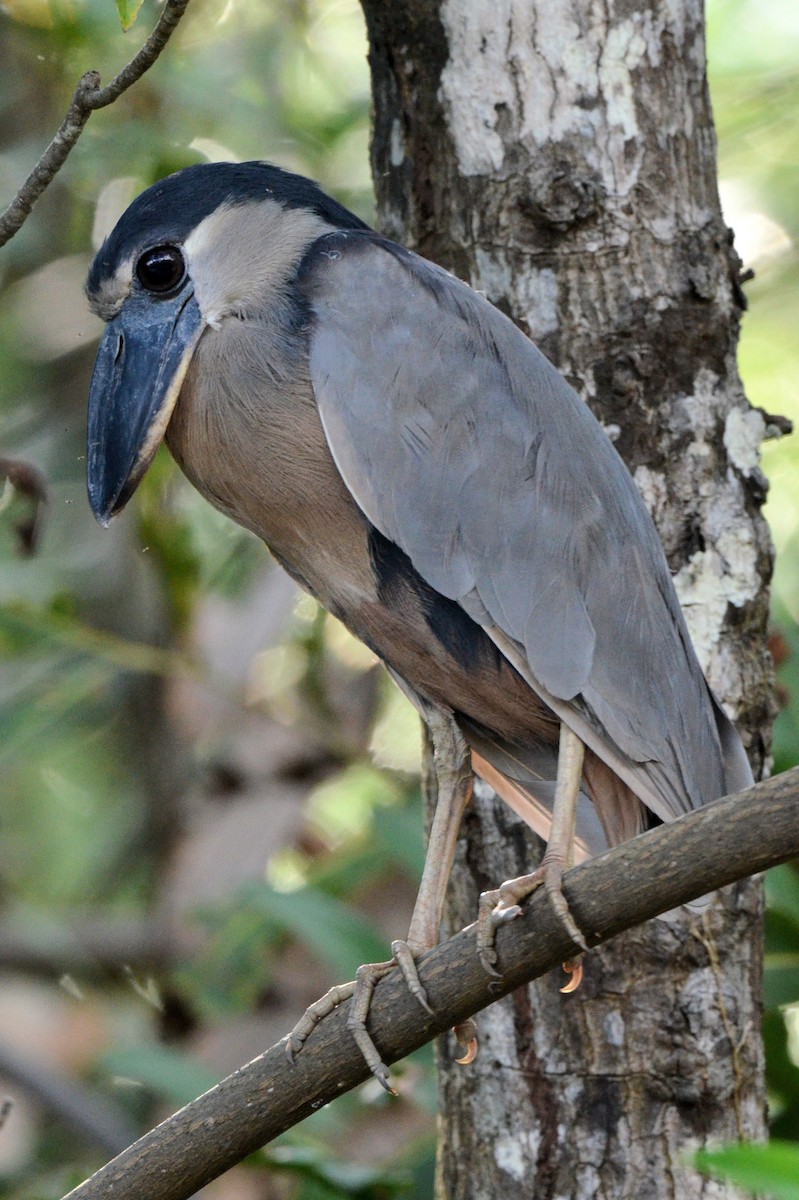 Челноклюв - ML646893211