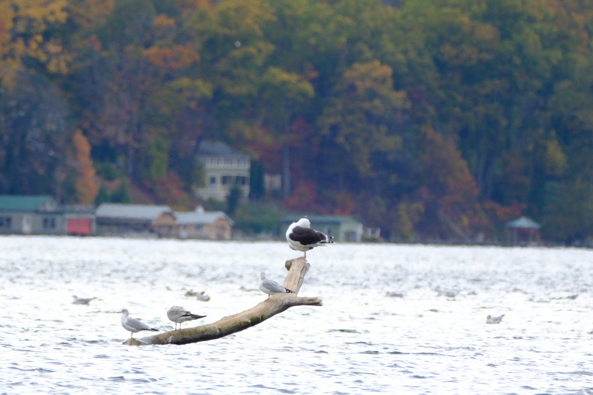 Great Black-backed Gull - ML646893212