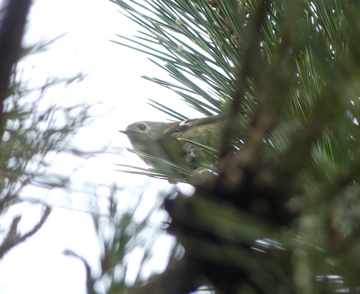 Wintergoldhähnchen - ML646893213