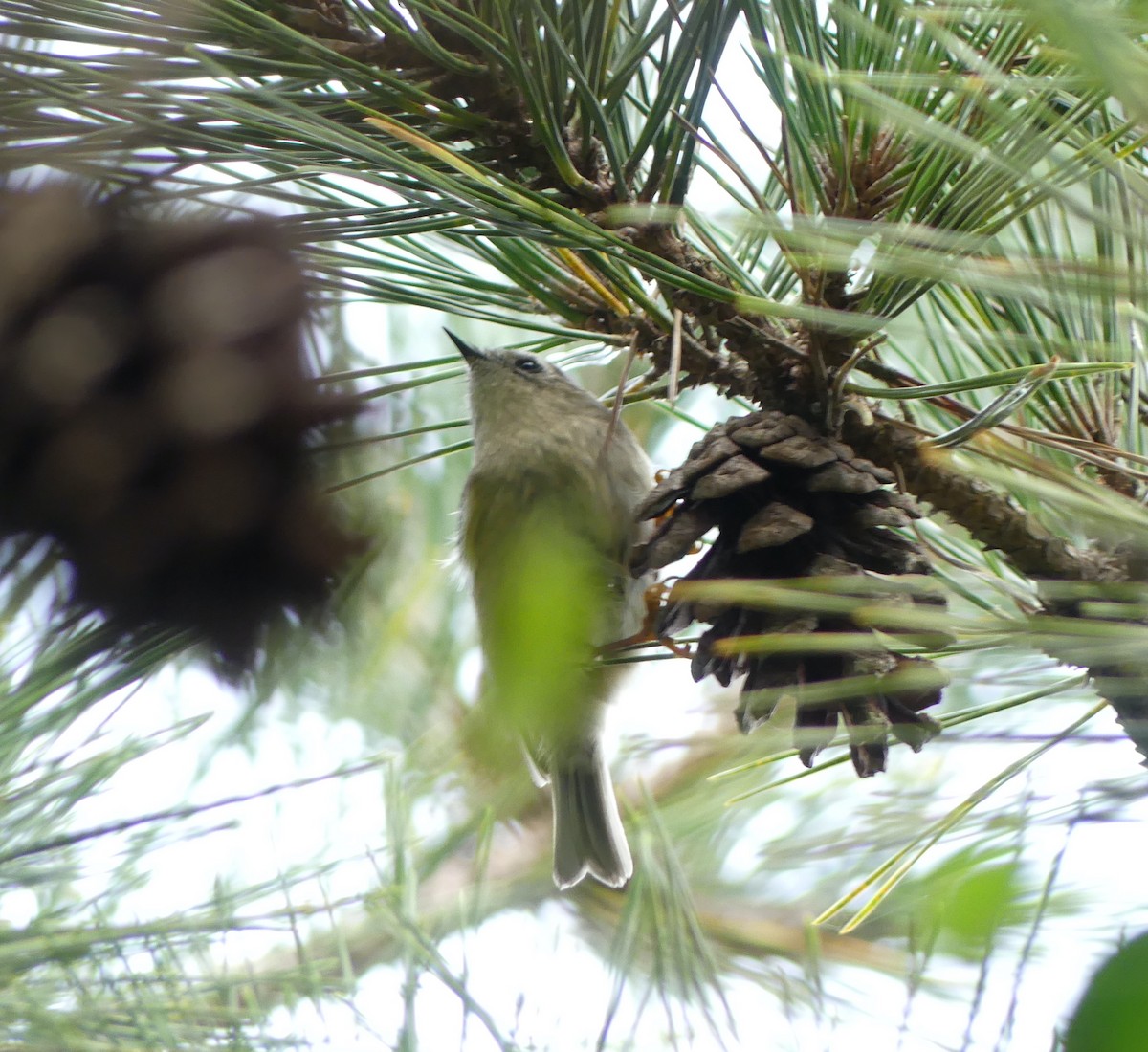 Wintergoldhähnchen - ML646893214