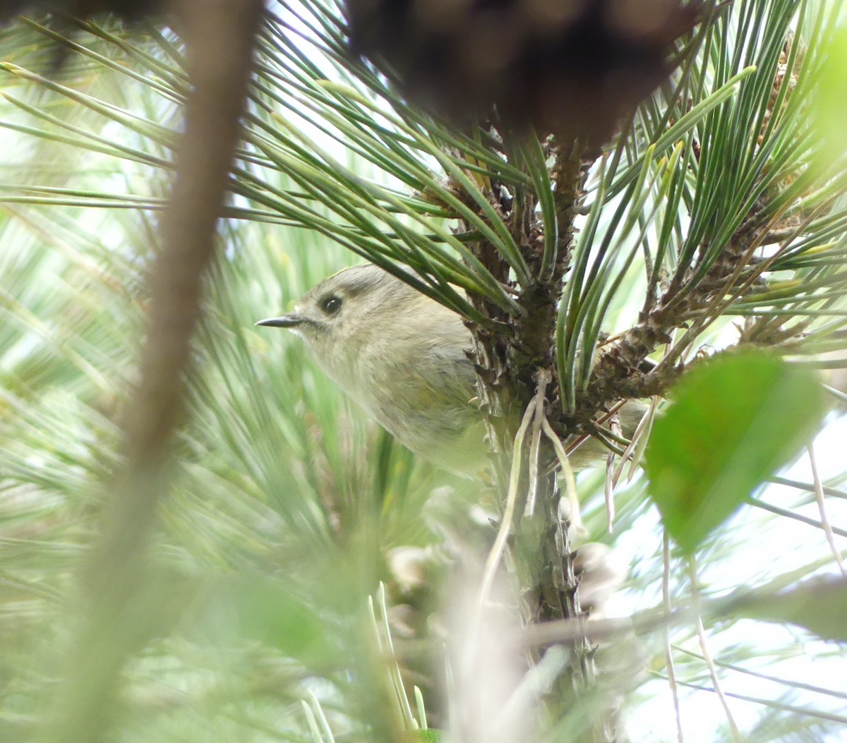 Wintergoldhähnchen - ML646893215