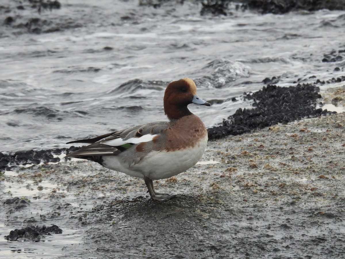 Eurasian Wigeon - ML646893216