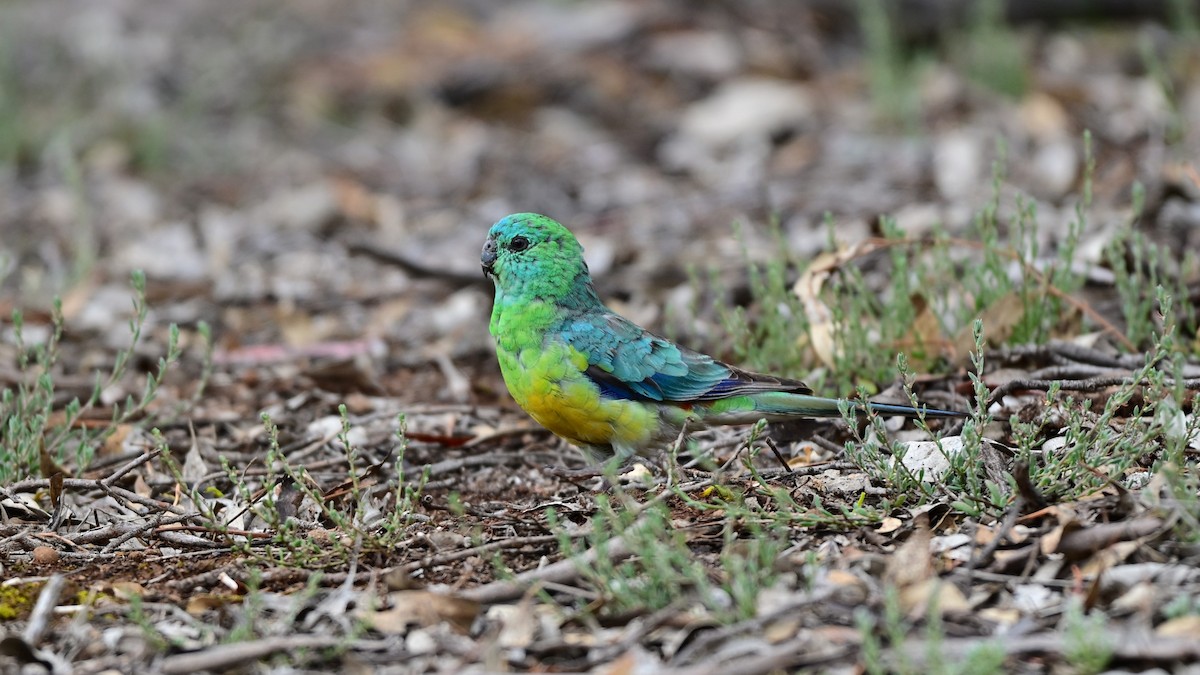 Red-rumped Parrot - ML646893222
