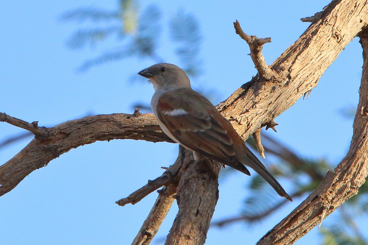 Moineau sud-africain - ML646893223
