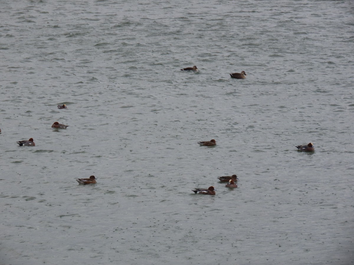 Eurasian Wigeon - ML646893224